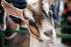 goat