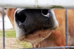 johnny-nose