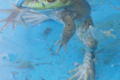 kermit9