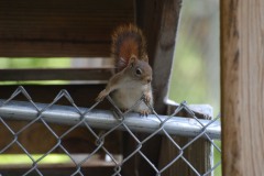 squirrel