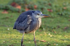 st-james-bird