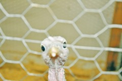turkey-head