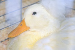 white-duck