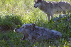 wolfs
