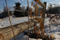 winterweeds